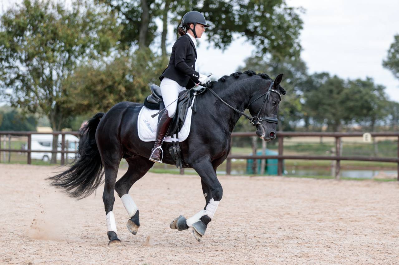Wlahad des Brumières 029 - Friesian Arabian 2015 by Sinoan Bashhar Aswad