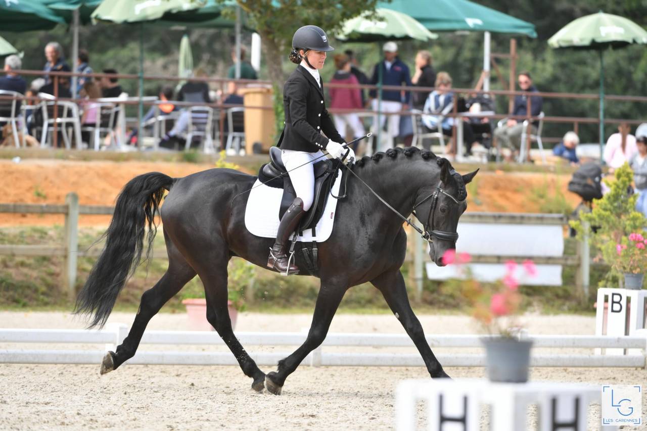Wlahad des Brumières 029 - Friesian Arabian 2015 by Sinoan Bashhar Aswad