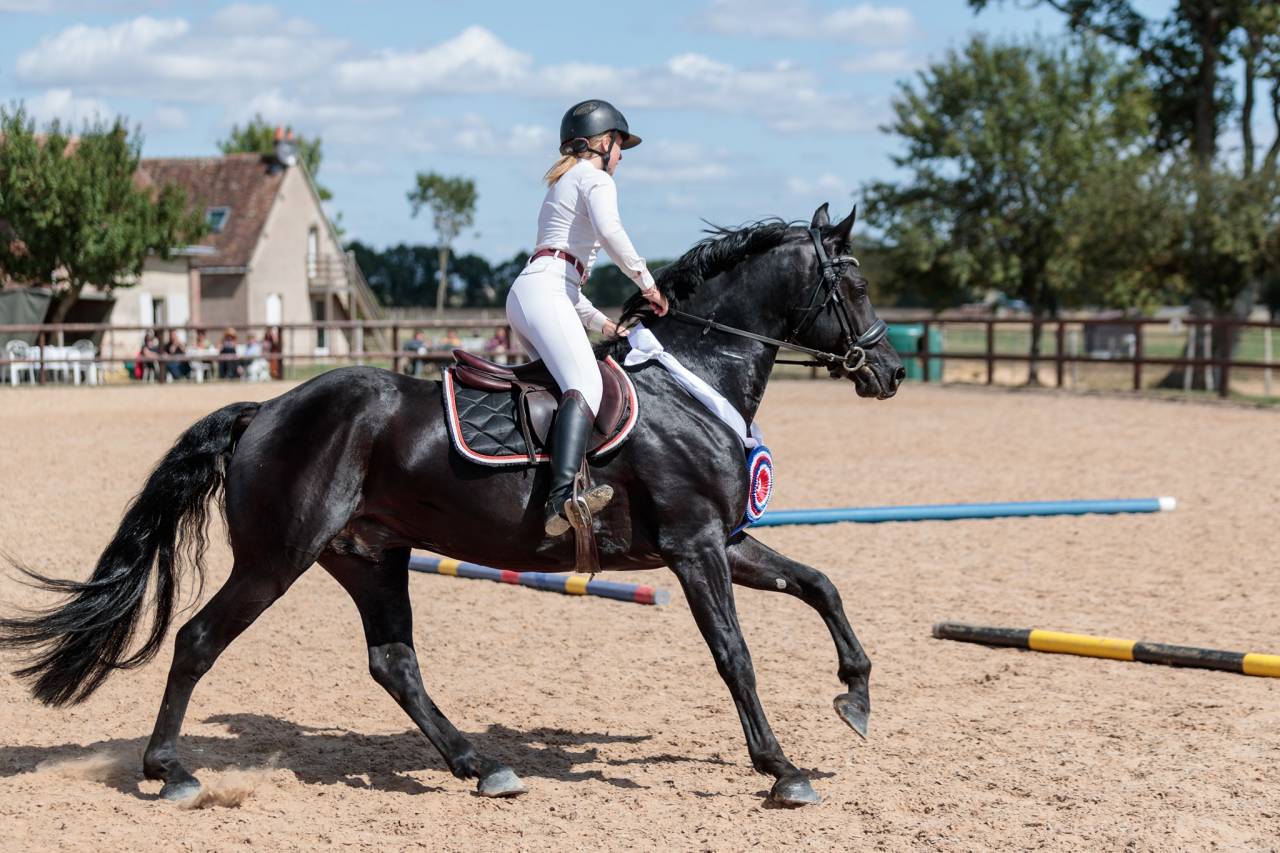 Wlahad des Brumières 029 - Friesian Arabian 2015 by Sinoan Bashhar Aswad