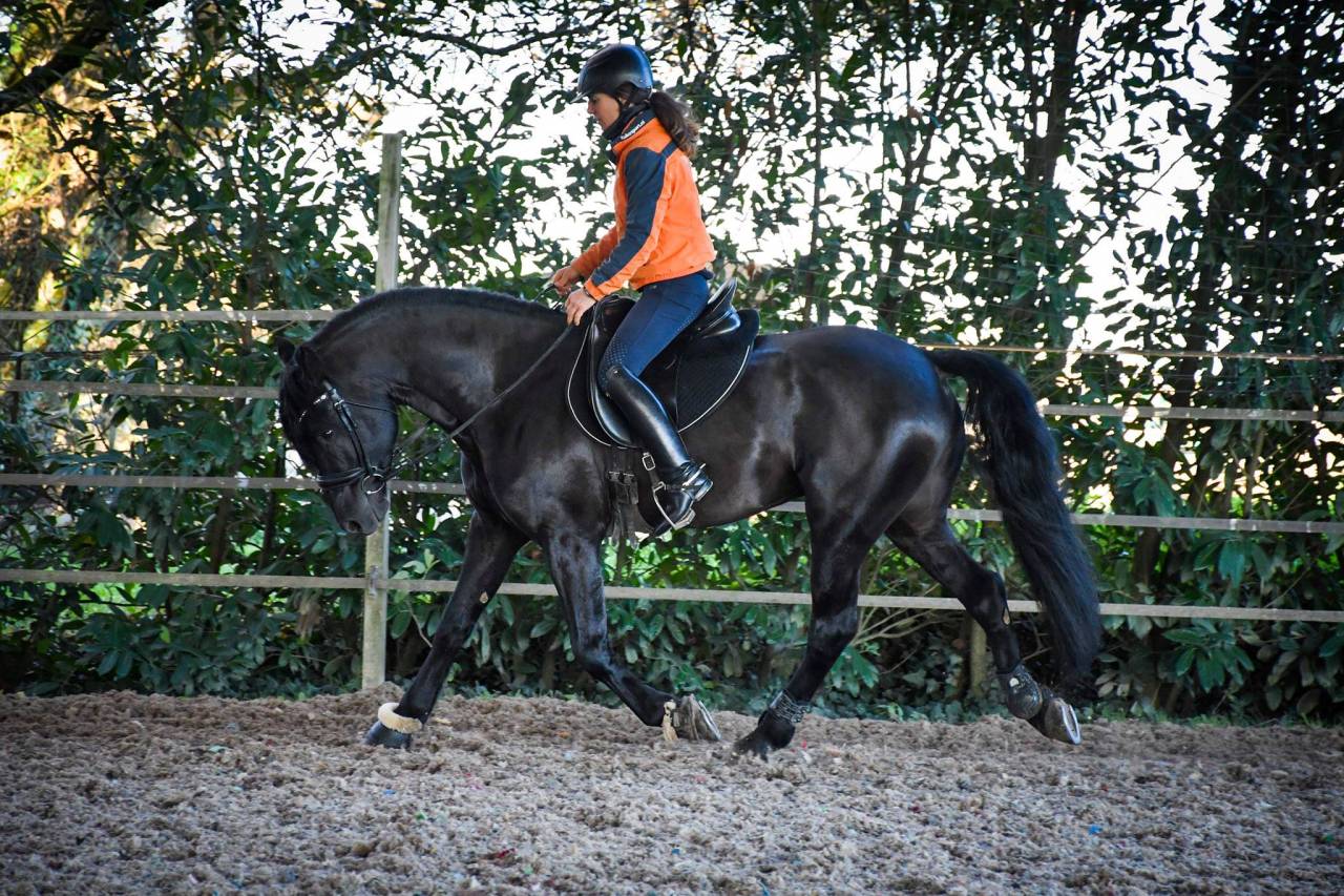 Wlahad des Brumières 029 - Friesian Arabian 2015 by Sinoan Bashhar Aswad