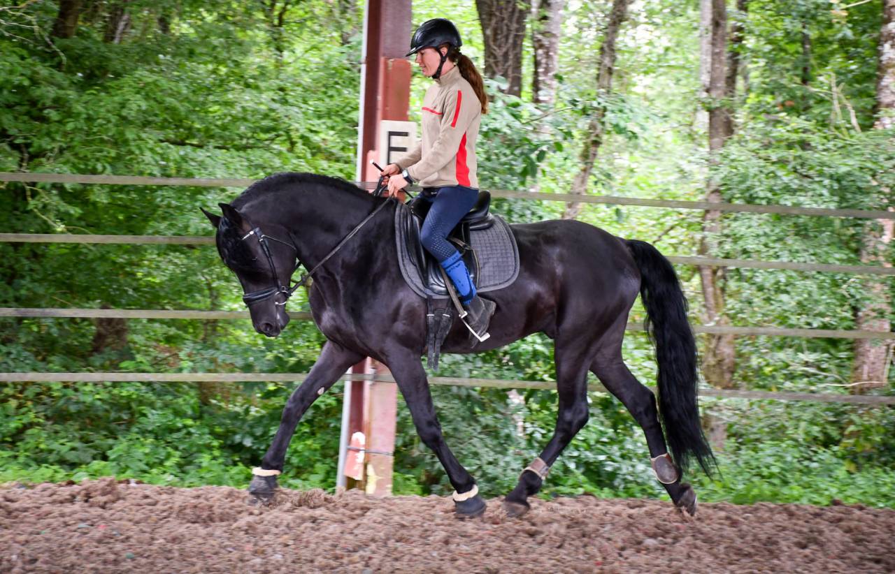 Wlahad des Brumières 029 - Friesian Arabian 2015 by Sinoan Bashhar Aswad