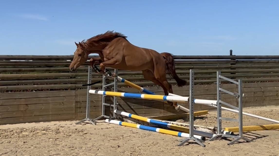 Gelding KWPN Dutch Warmblood For sale 2021 Chesnut
