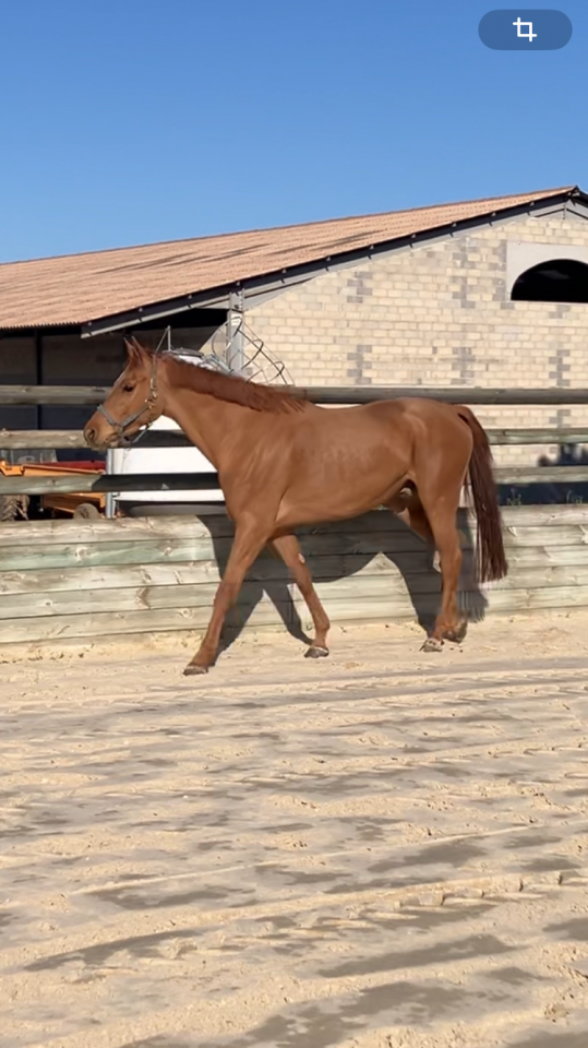 Gelding KWPN Dutch Warmblood For sale 2021 Chesnut