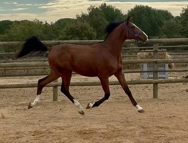 Entire KWPN Dutch Warmblood For sale 2023 Bay