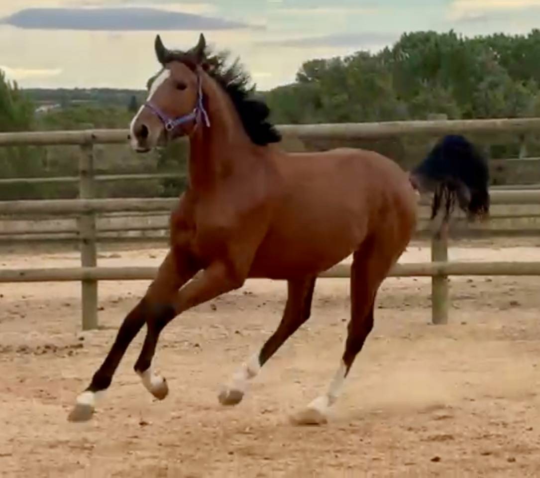 Entire KWPN Dutch Warmblood For sale 2023 Bay