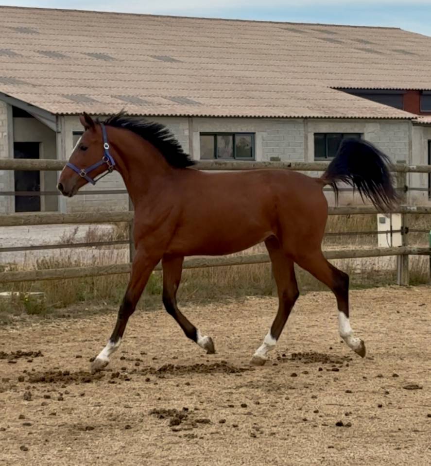 Entire KWPN Dutch Warmblood For sale 2023 Bay