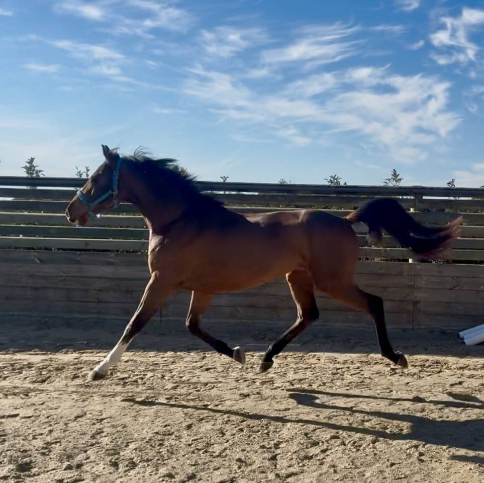 Gelding BWP Belgian Warmblood For sale 2022 Bay