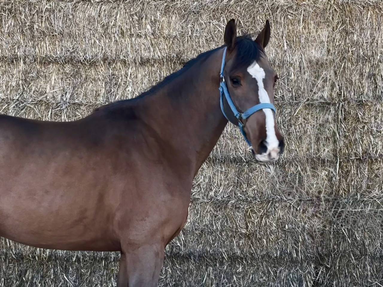 Gelding BWP Belgian Warmblood For sale 2022 Bay