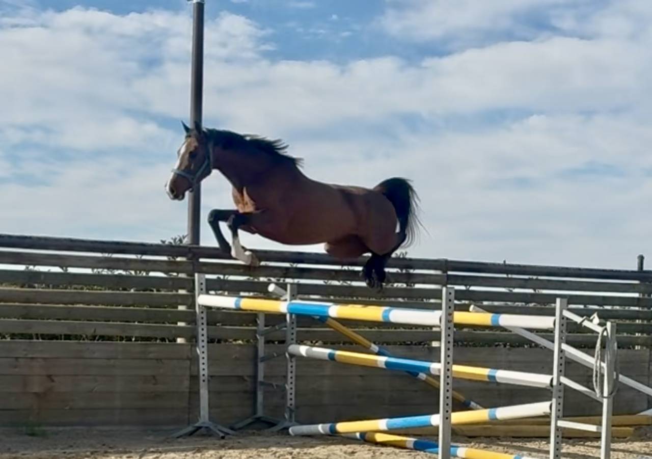 Gelding BWP Belgian Warmblood For sale 2022 Bay