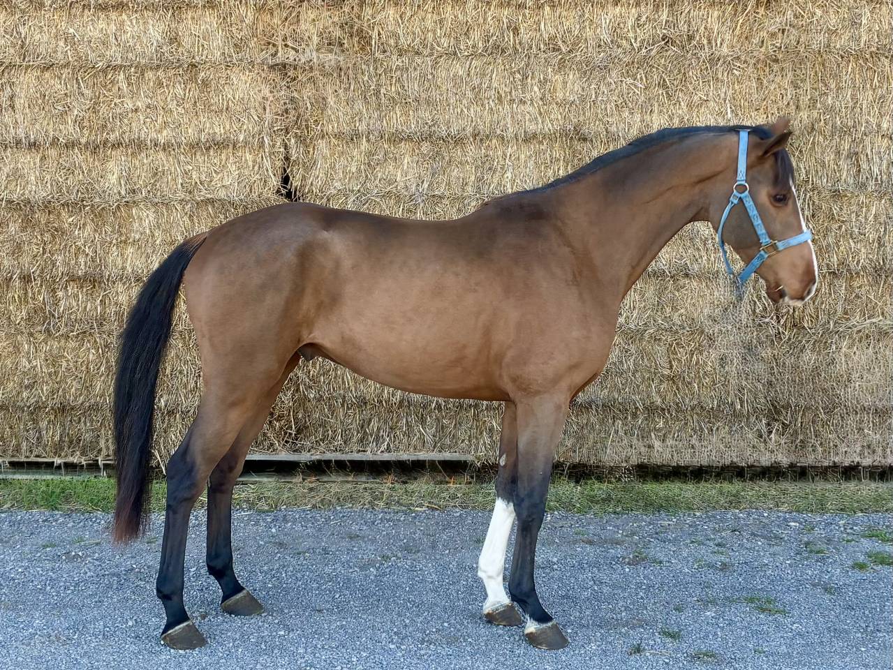 Gelding BWP Belgian Warmblood For sale 2022 Bay