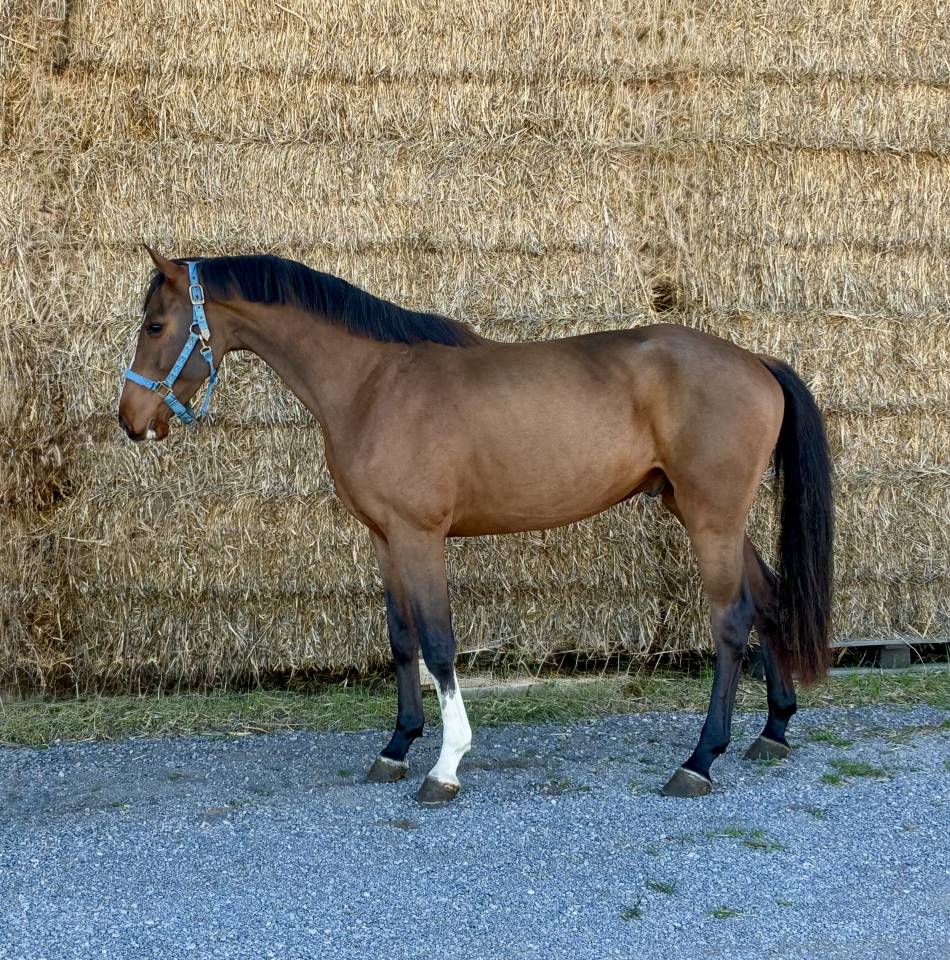 Gelding BWP Belgian Warmblood For sale 2022 Bay