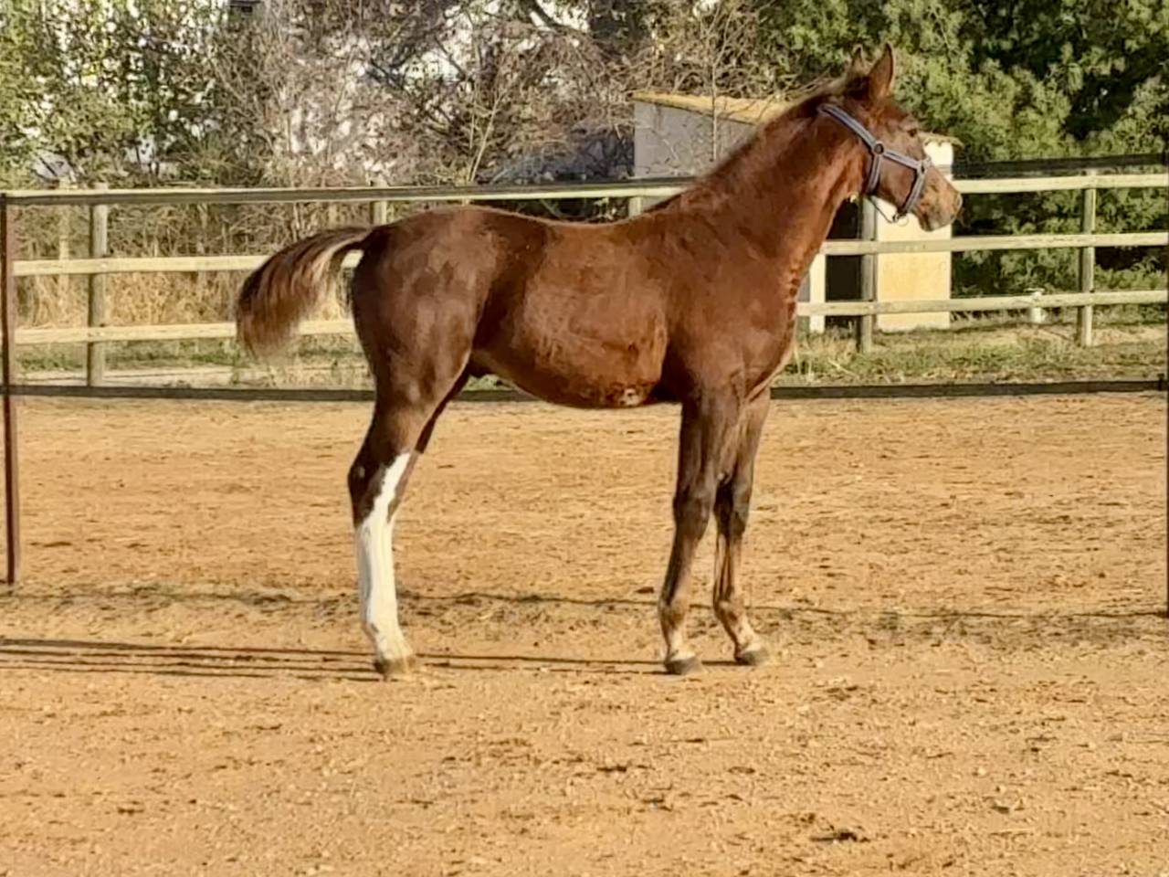 Colt Zangersheide For sale 2025 Liver chestnut