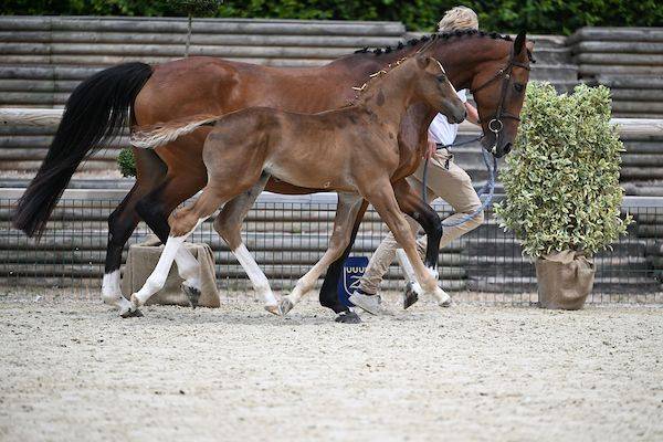Colt Zangersheide For sale 2025 Liver chestnut