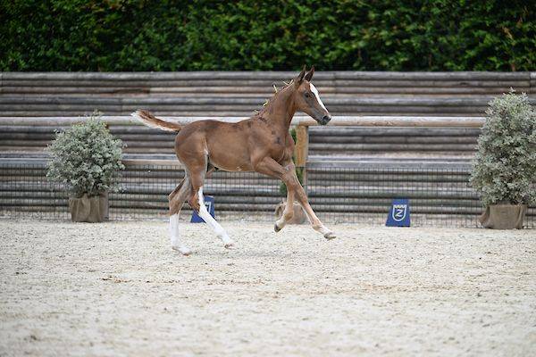 Colt Zangersheide For sale 2025 Liver chestnut