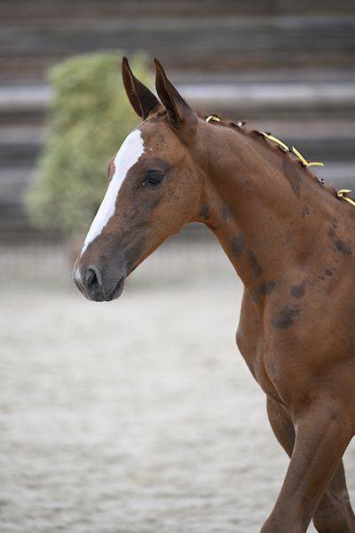 Colt Zangersheide For sale 2025 Liver chestnut