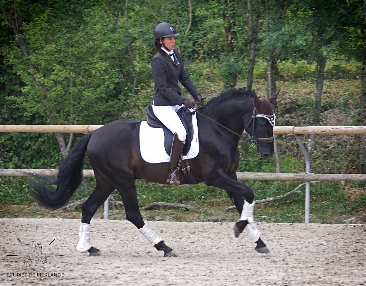 Hiréo de Merlande - PRE Pure Spanish Bred 2017 by ALBERO LXXXVI 