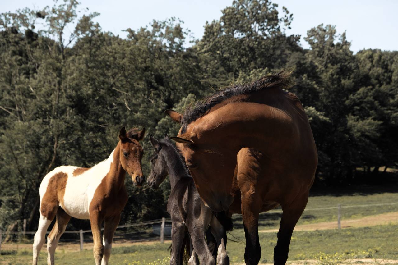 Elevage Rossi  | Breeding, Horse breeding > Stud farms