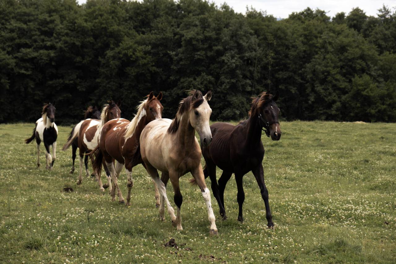 Elevage Rossi  | Breeding, Horse breeding > Stud farms