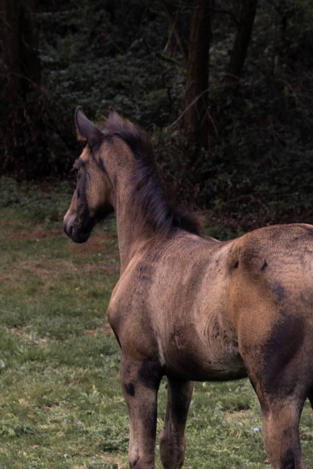 Elevage Rossi  | Breeding, Horse breeding > Stud farms