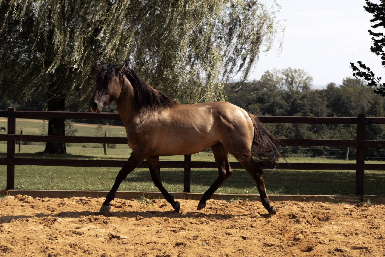 Elevage Rossi  | Breeding, Horse breeding > Stud farms