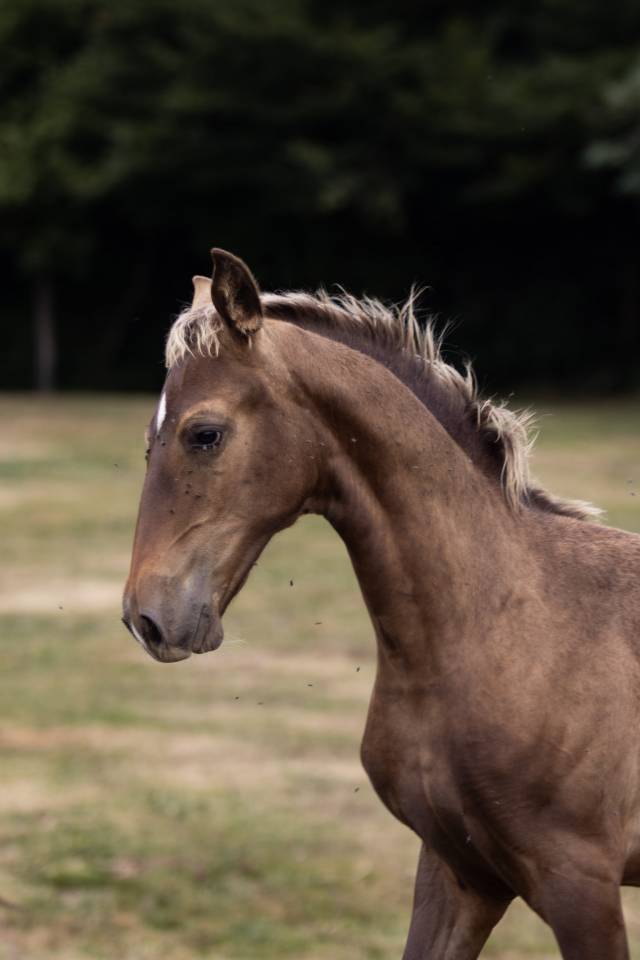 Elevage Rossi  | Breeding, Horse breeding > Stud farms