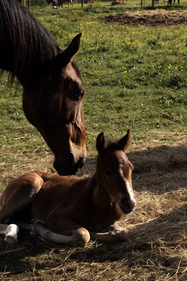 Elevage Rossi  | Breeding, Horse breeding > Stud farms