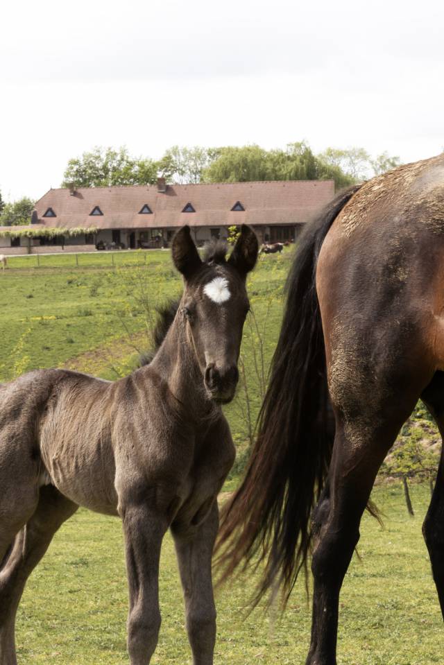 Elevage Rossi  | Breeding, Horse breeding > Stud farms