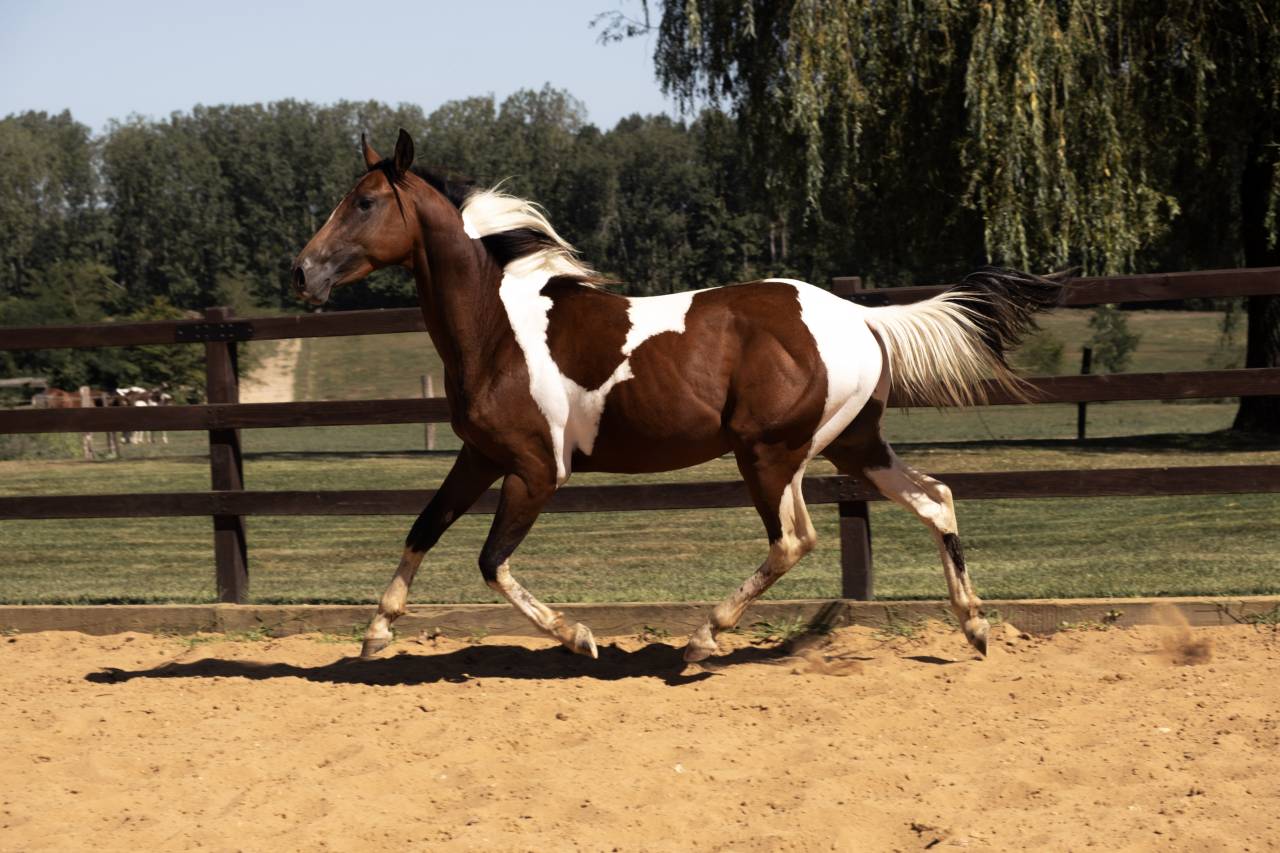 Elevage Rossi  | Breeding, Horse breeding > Stud farms