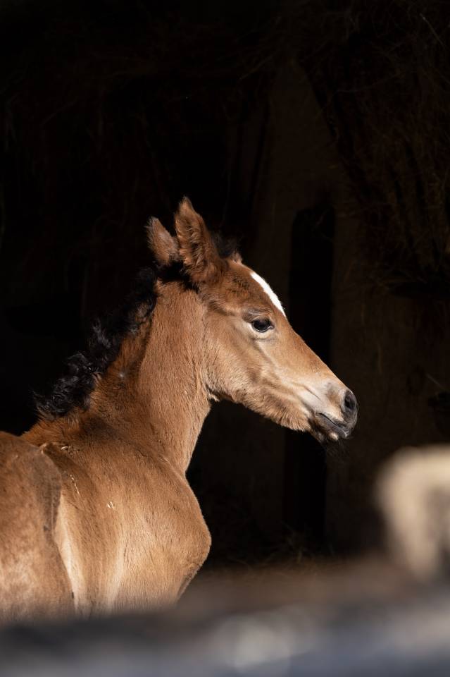 Elevage Rossi  | Breeding, Horse breeding > Stud farms