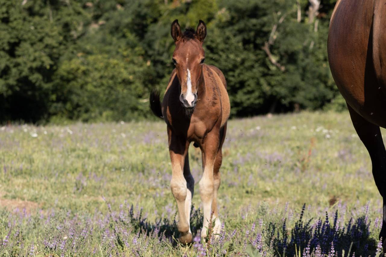 Elevage Rossi  | Breeding, Horse breeding > Stud farms