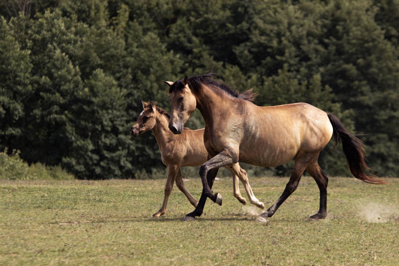 Elevage Rossi  | Breeding, Horse breeding > Stud farms