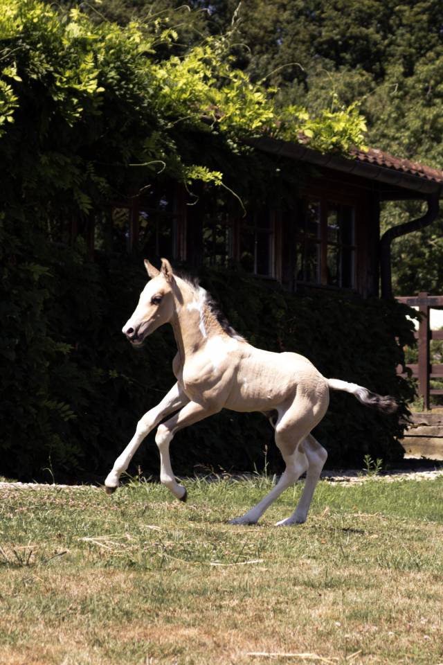 Elevage Rossi  | Breeding, Horse breeding > Stud farms