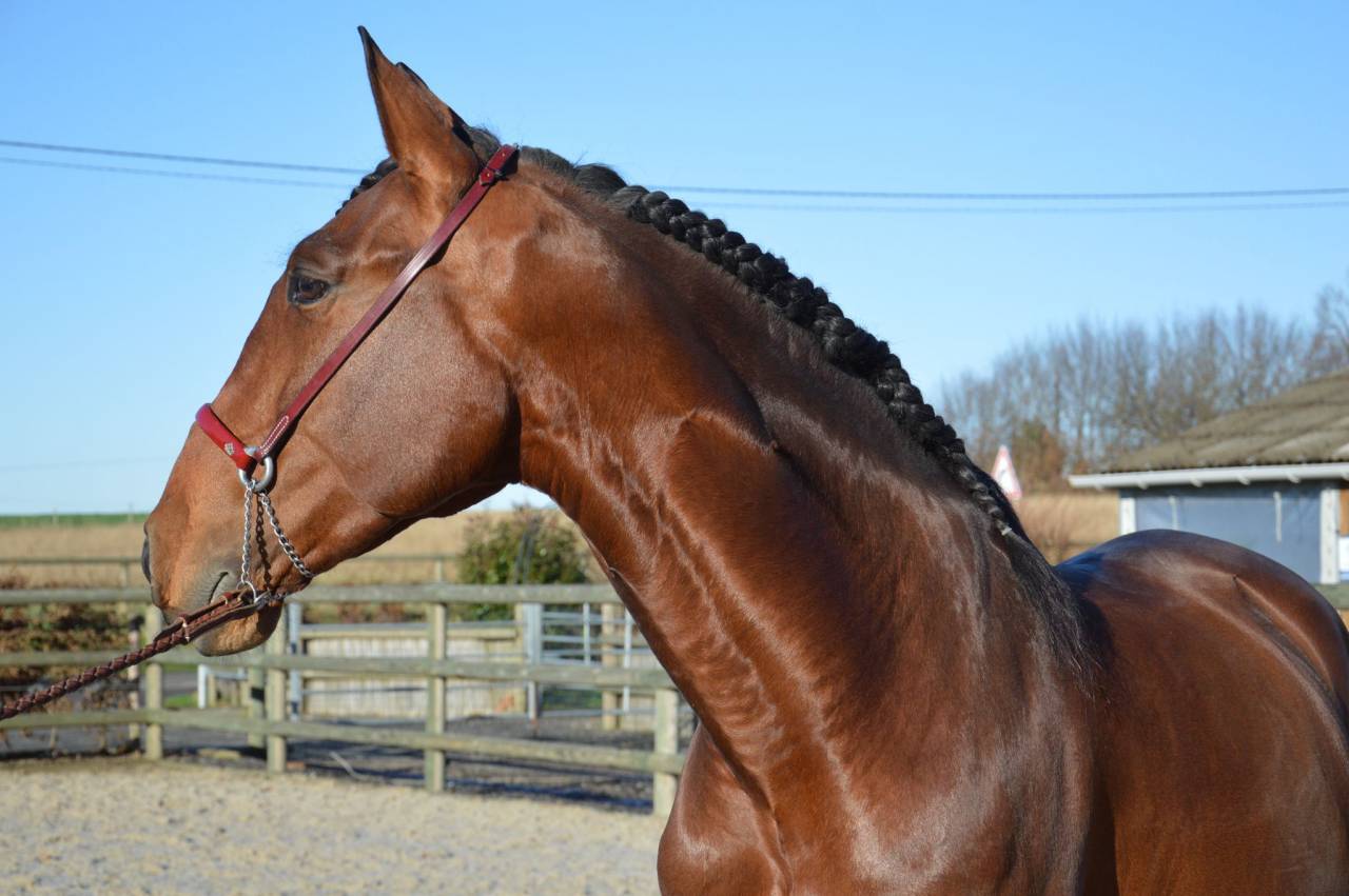 Entire PRE Pure Spanish Bred For sale 2009 Bay