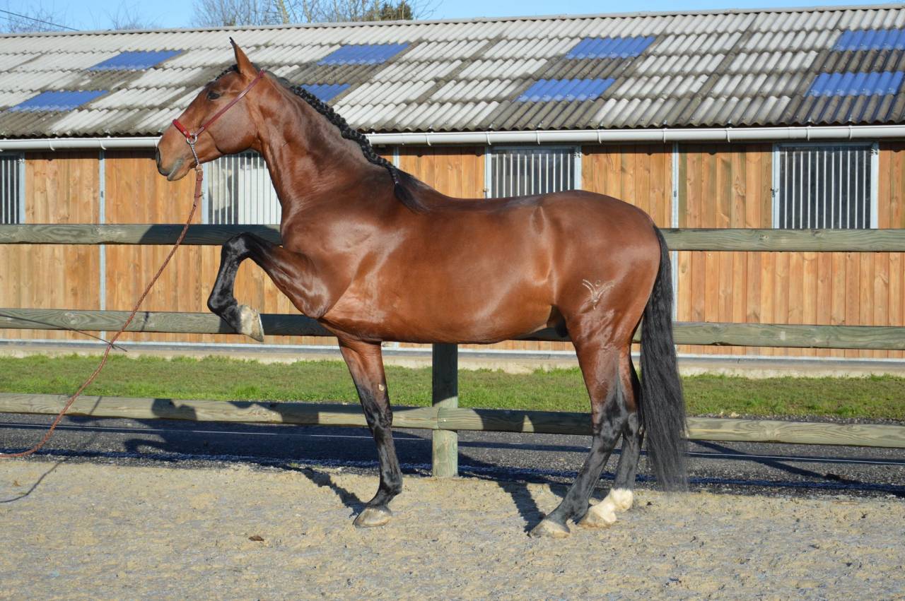 Entire PRE Pure Spanish Bred For sale 2009 Bay