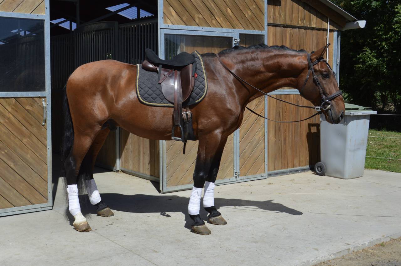 Entire PRE Pure Spanish Bred For sale 2009 Bay