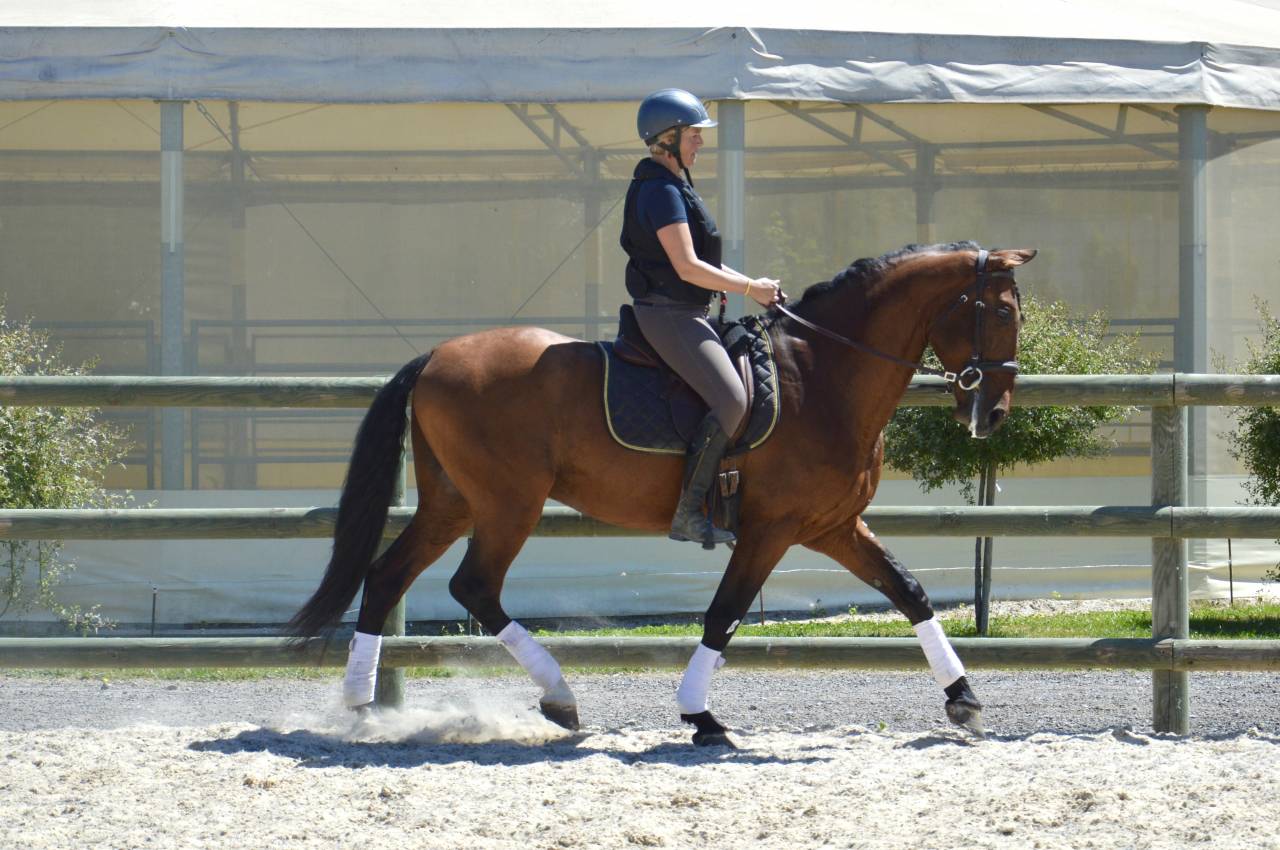 Entire PRE Pure Spanish Bred For sale 2009 Bay