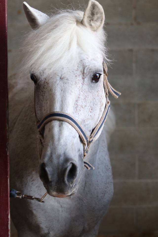 LAPSUS DE L'OCQ - New Forest 1999 by WILLOWAY GOOD AS GOLD (GB)