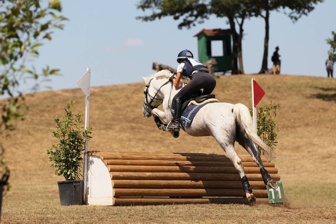 LAPSUS DE L'OCQ - New Forest 1999 by WILLOWAY GOOD AS GOLD (GB)