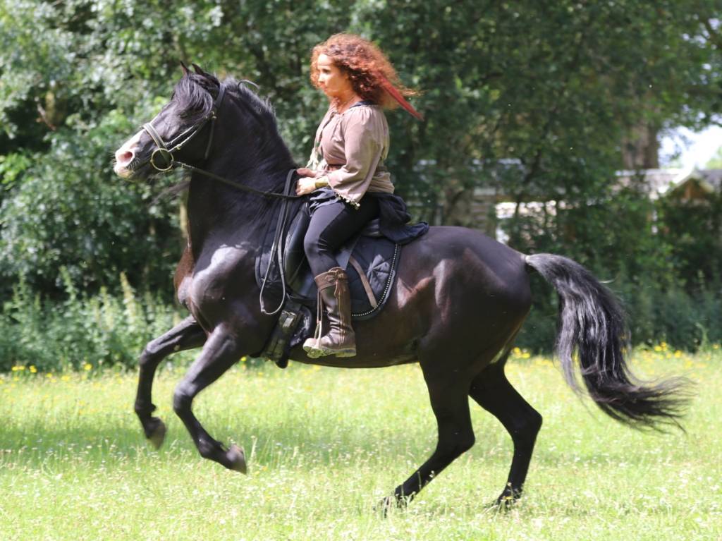 PUNTEADO II - PRE Pure Spanish Bred 2004 by Gereno II