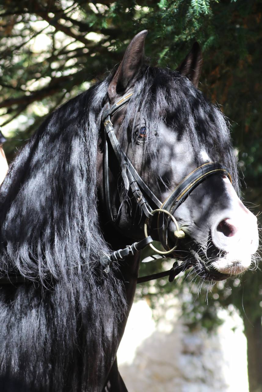 PUNTEADO II - PRE Pure Spanish Bred 2004 by Gereno II