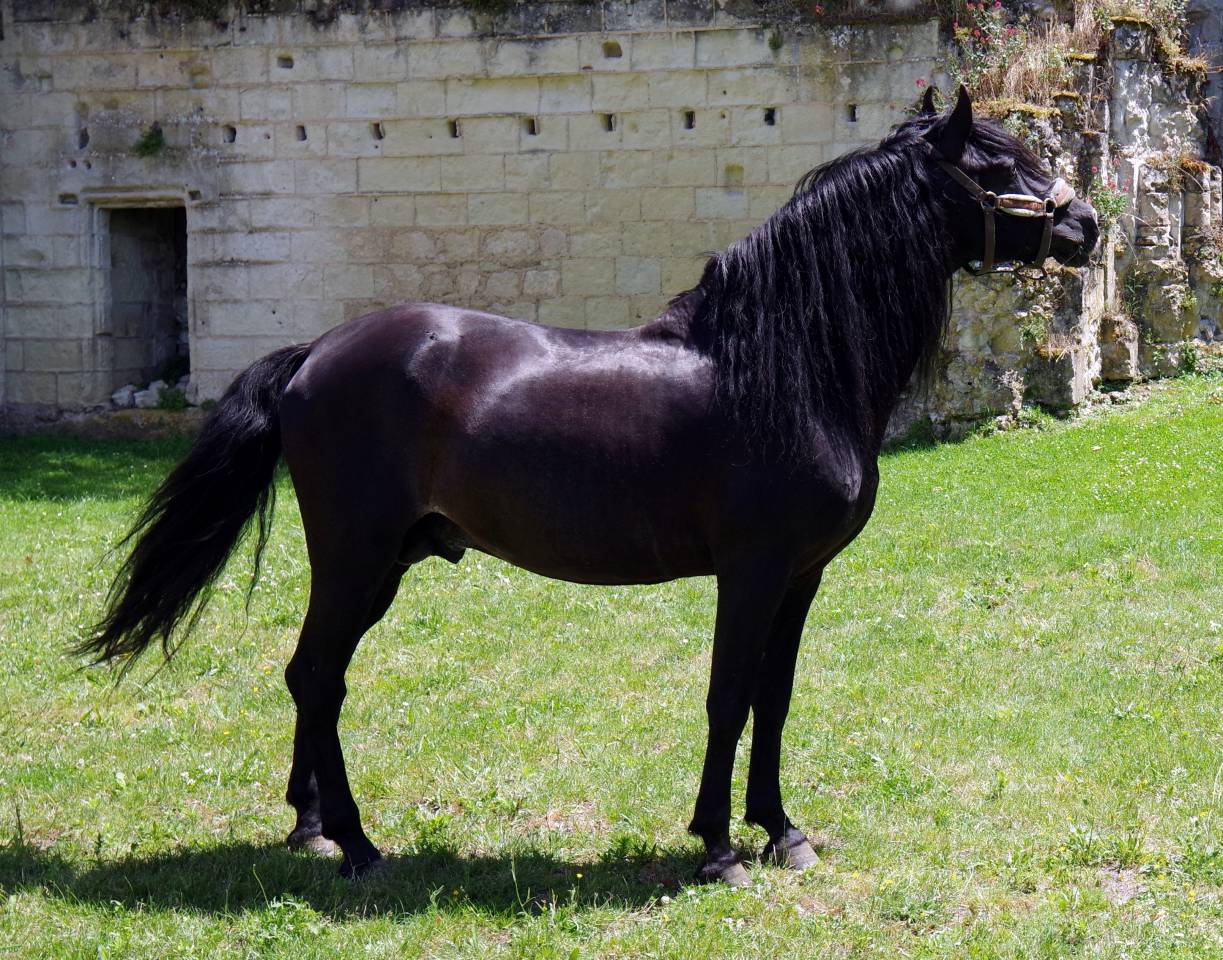 PUNTEADO II - PRE Pure Spanish Bred 2004 by Gereno II