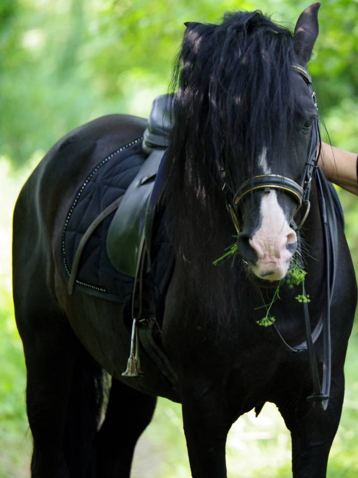 PUNTEADO II - PRE Pure Spanish Bred 2004 by Gereno II