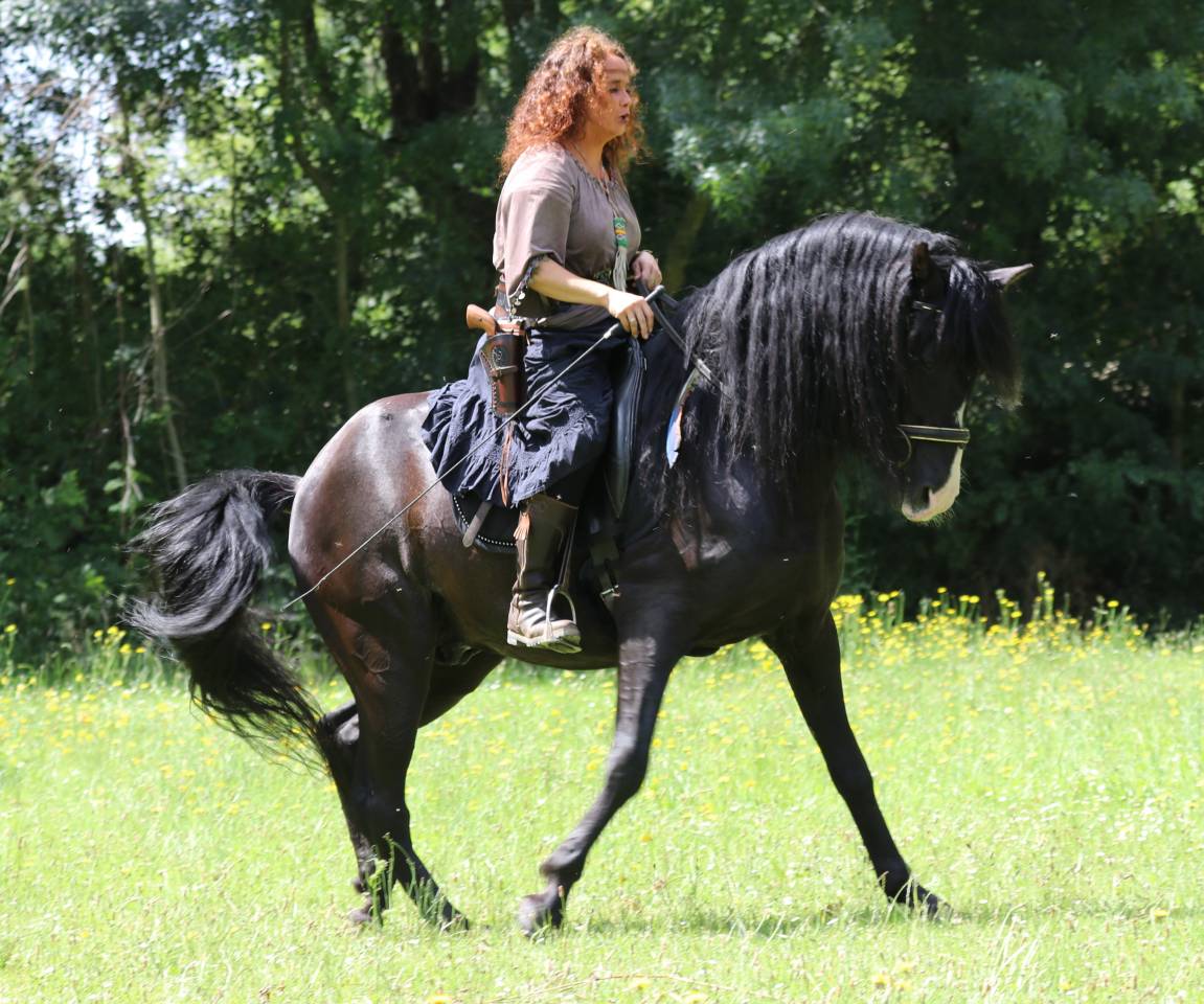 PUNTEADO II - PRE Pure Spanish Bred 2004 by Gereno II