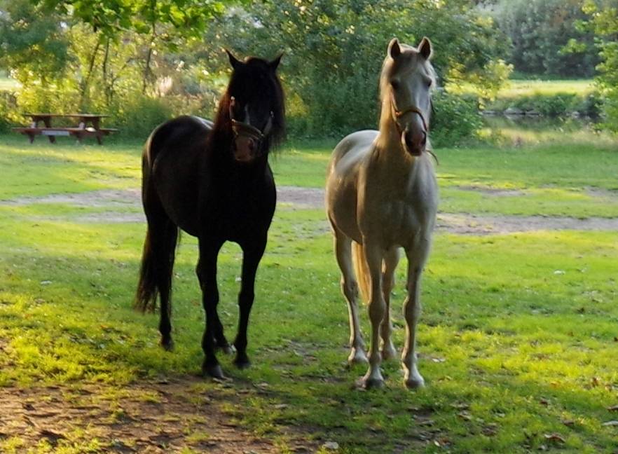 PUNTEADO II - PRE Pure Spanish Bred 2004 by Gereno II