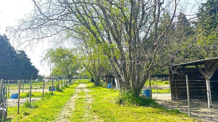 Luxurious equestrian property  Vaucluse