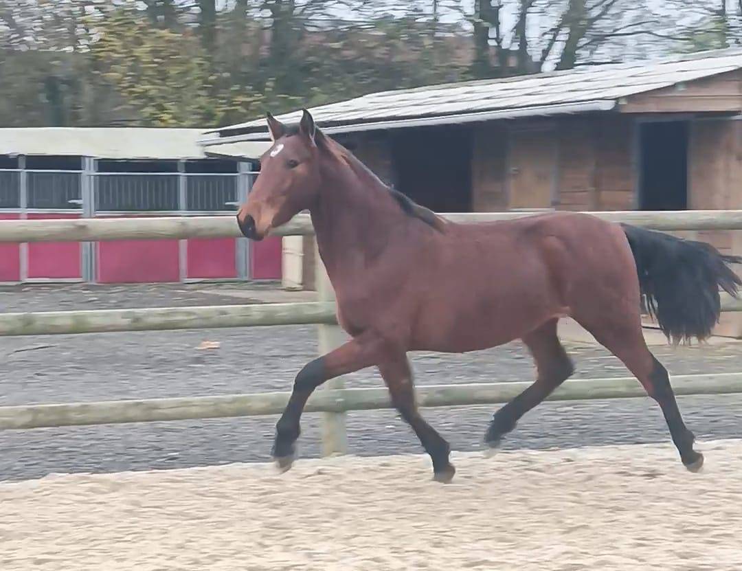 Gelding PRE Pure Spanish Bred For sale 2022 Bay