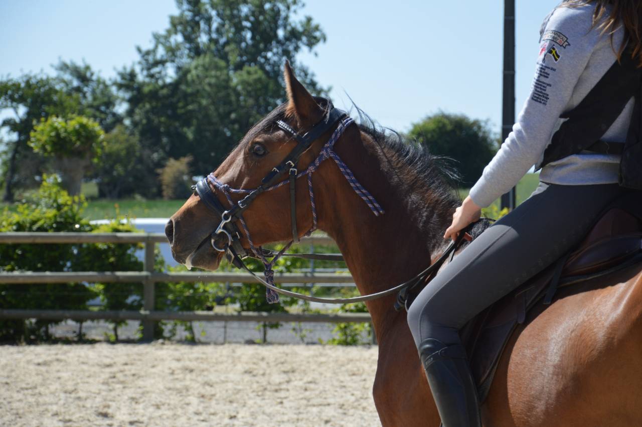 Gelding PRE Pure Spanish Bred For sale 2022 Bay