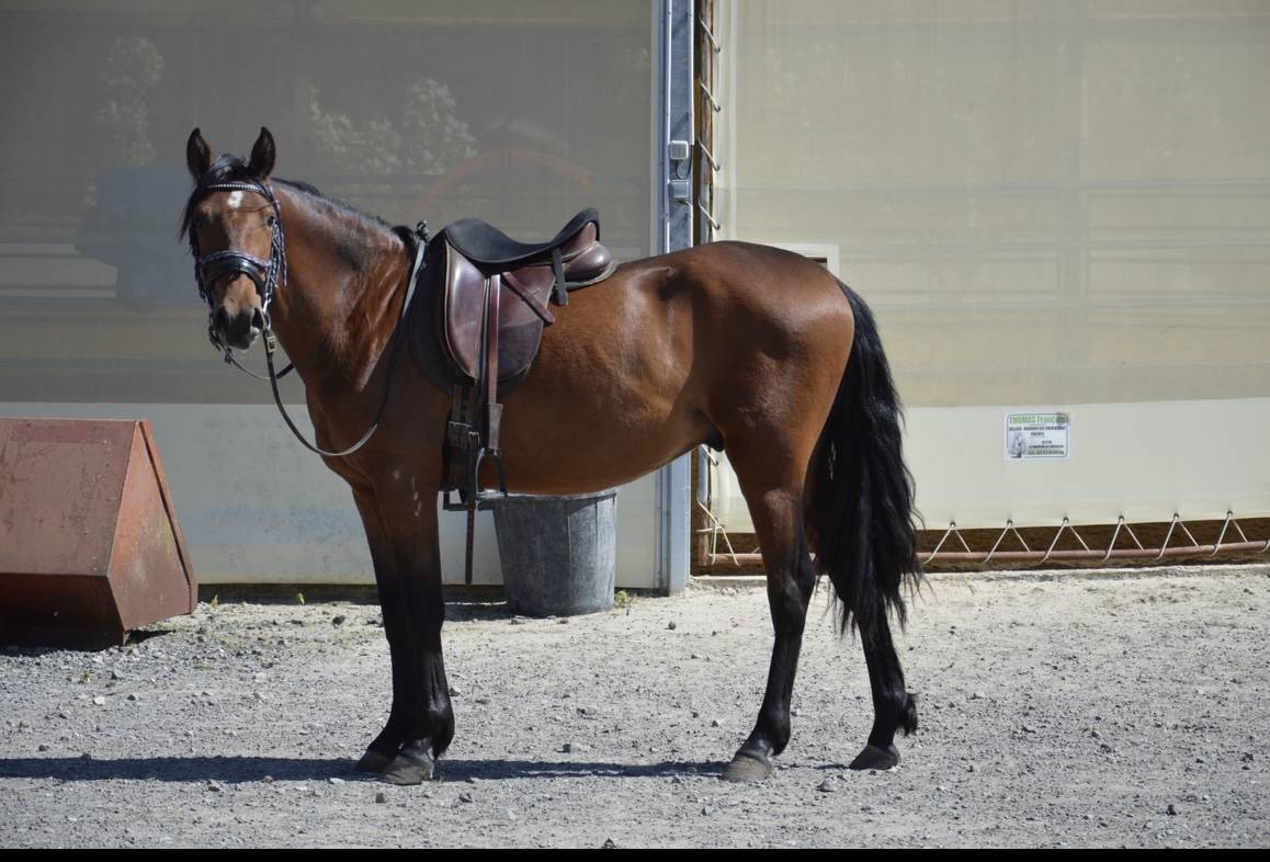 Gelding PRE Pure Spanish Bred For sale 2022 Bay