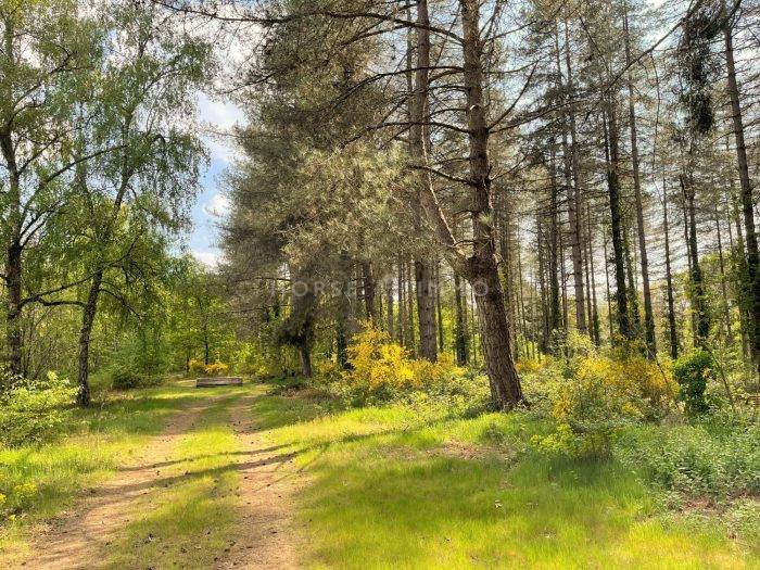 Equestrian property  Loir-et-Cher