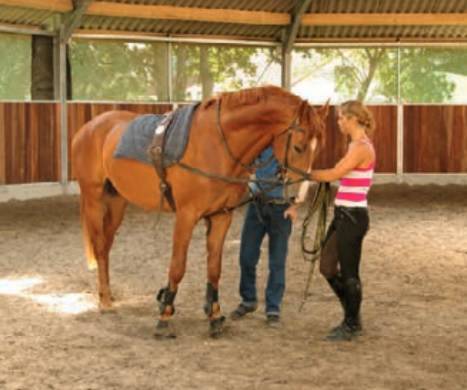 Luxurious equestrian property  Corr&egrave;ze